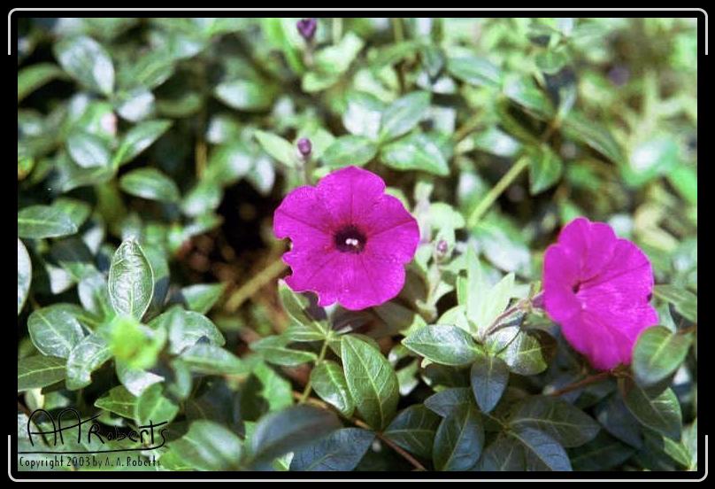 Purple Horn.jpg - From my backyard.